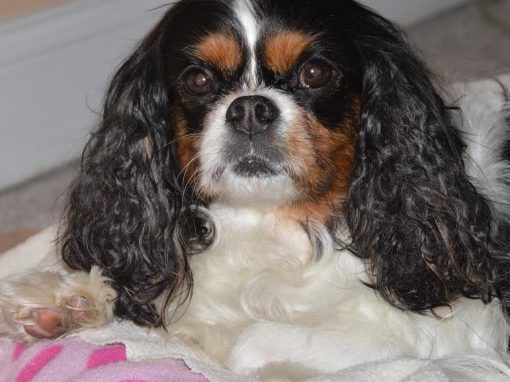 Cavalier